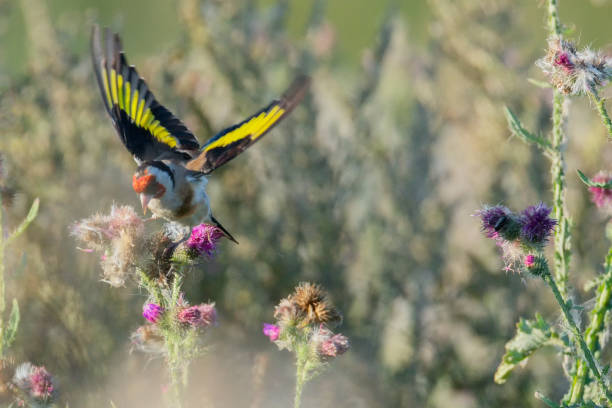 istock European goldfinch 1170528439