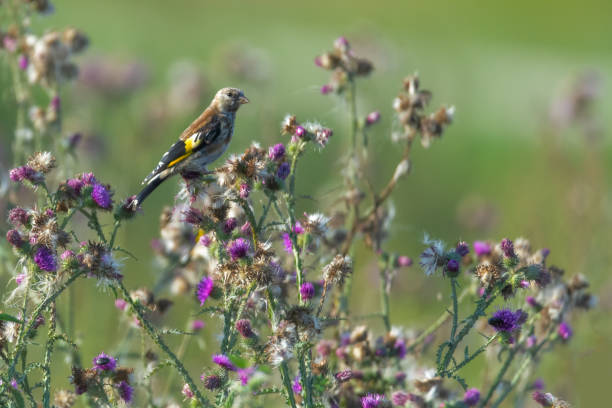 istock European goldfinch 1170528506