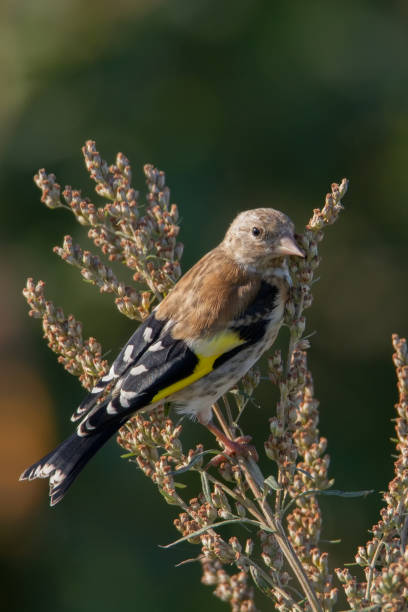 istock European goldfinch 1170528586