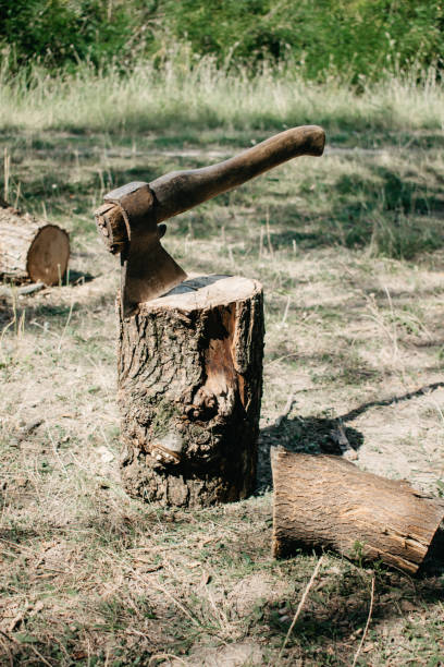 istock The ax is stabbed with a blade into the stump. Axe for removing tree stumps roots. 1170528671