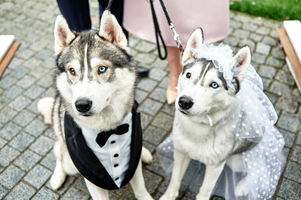 Siberian husky dogs couple with heterochromia, copy space. Bride and groom. Wedding concept Siberian husky dogs couple with heterochromia, copy space. Bride and groom. Wedding concept siberia summer stock pictures, royalty-free photos & images