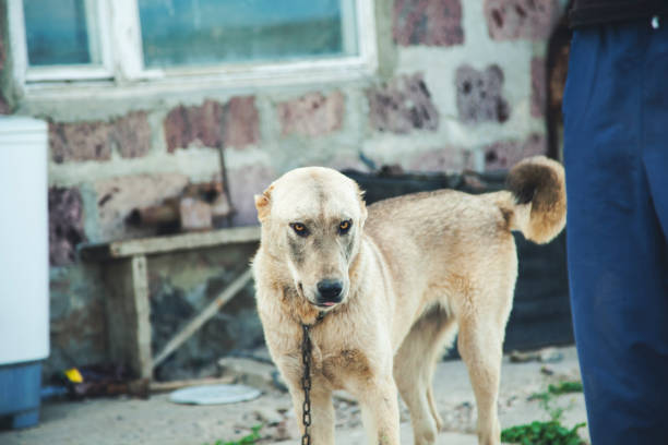 istock white dog in garden 1170528999