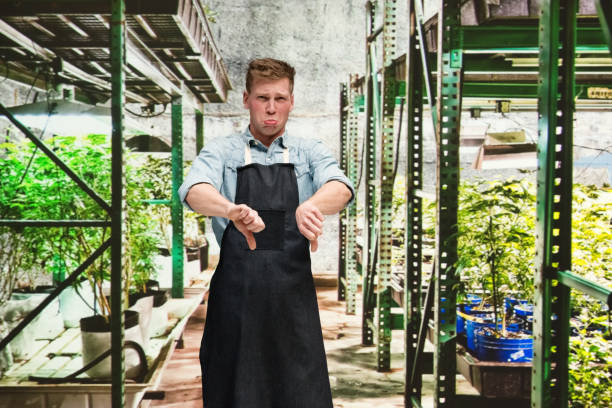 istock Marijuana shop - Male worker is doing thumbs down 1170529171
