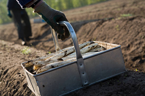 fresh picked white asparagus in a aluminium basket