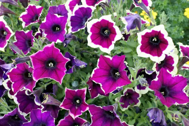 Photo of flowers of Petunia cascadias rim magenta