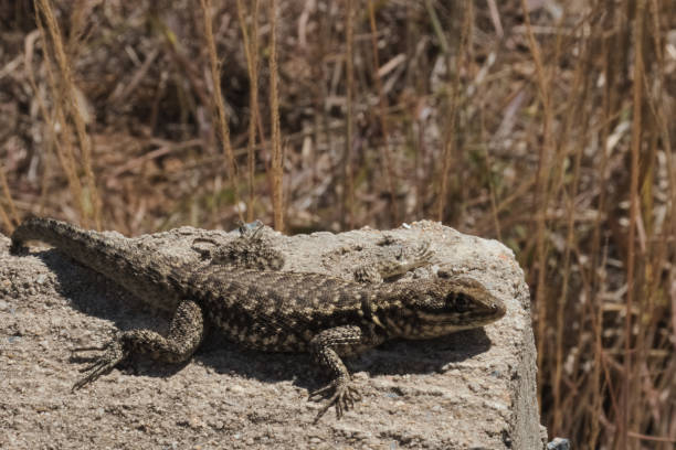 istock Small lizard basking in the sun on a rock with blurred vegetation in the background. 1170530293