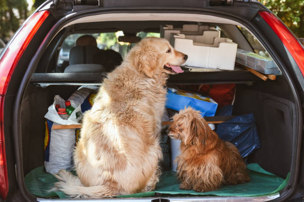 istock Dogs sit in the car 1170530805