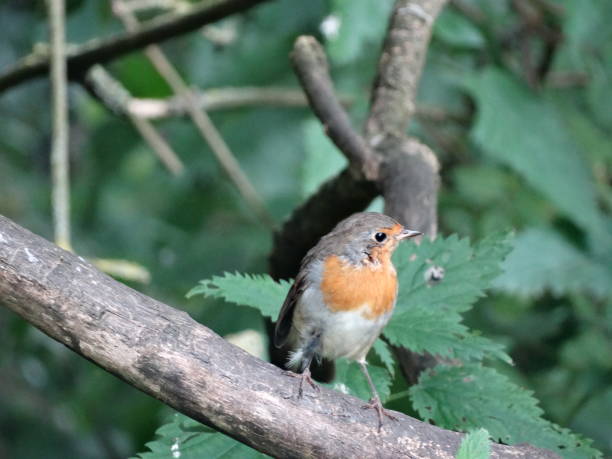 istock Front view of Robin redbreast perching on diagonal branch in front of nettles 1170530892
