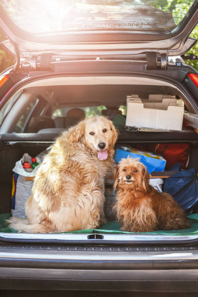 istock Dogs sit in the car 1170530937