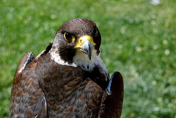 falcon olhando para trás close-up, 1 - lanner falcon - fotografias e filmes do acervo