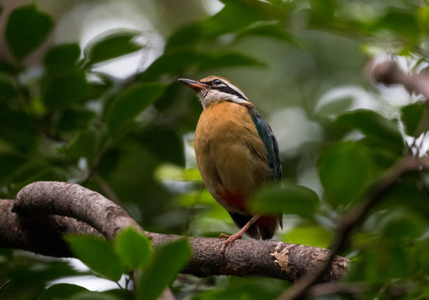 istock Indian Pitta Bird sitting on branch of tree 1170532342