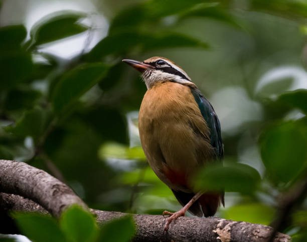 istock Indian Pitta Bird sitting on branch of tree 1170532349