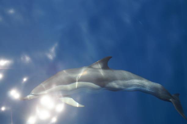 istock nice dolphins in the sea 1170532796