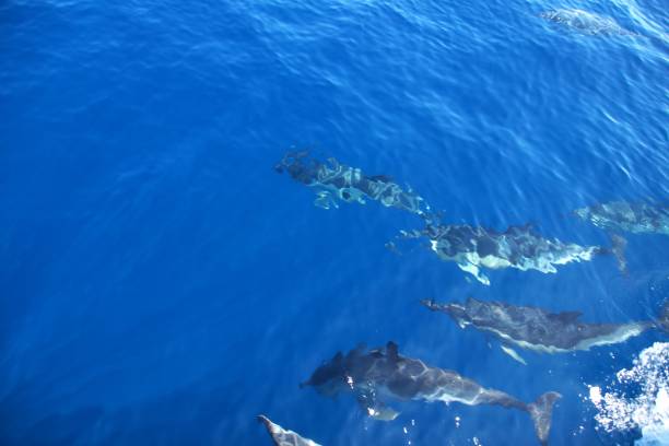 istock nice dolphins in the sea 1170533035
