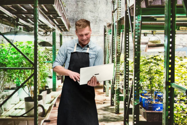 istock Marijuana shop - Male worker is working on laptop 1170533154
