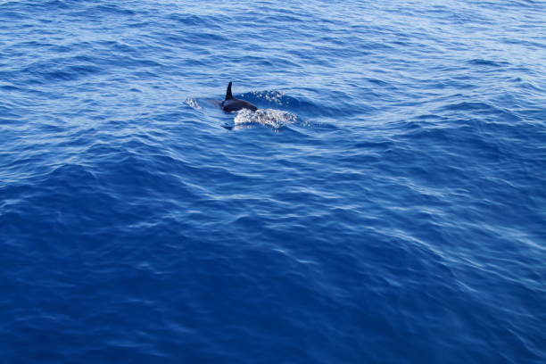 istock nice dolphins in the sea 1170533859