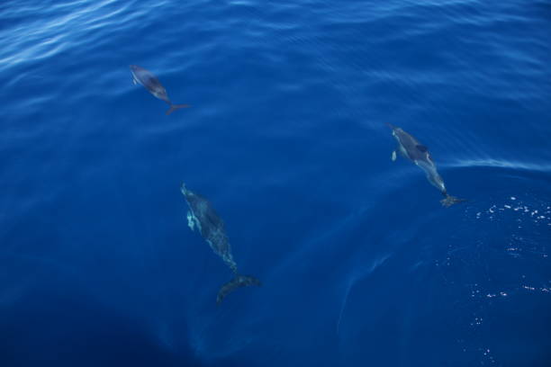 istock nice dolphins in the sea 1170533956
