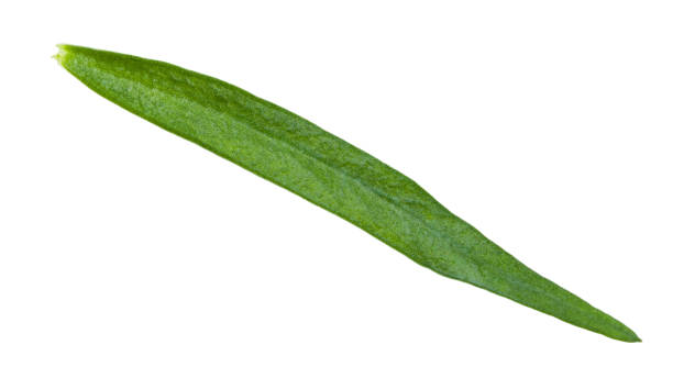タラゴン(エストラゴン)の緑色の葉が分離された - tarragon herb freshness green ストックフォトと画像