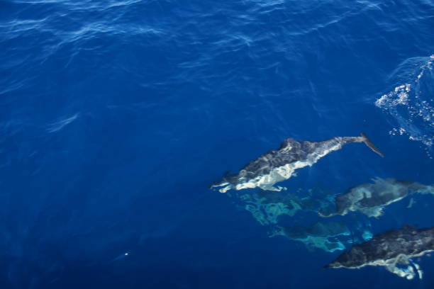 istock nice dolphins in the sea 1170534054