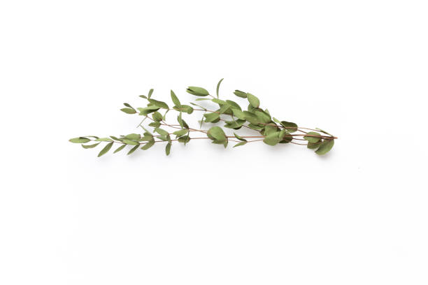 istock Dried flowers on white background. Flat lay, top view. 1170534268