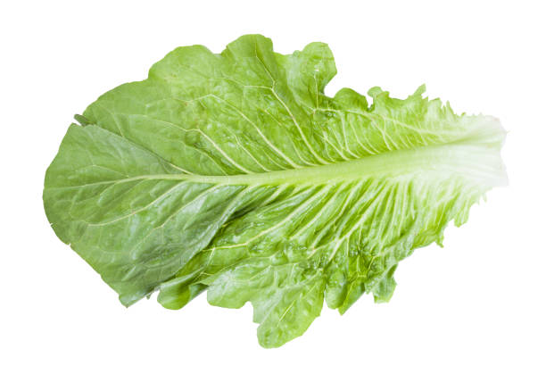 istock back side of leaf of Romaine lettuce isolated 1170534306