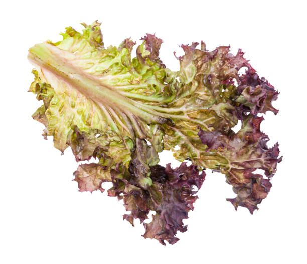 istock single leaf of fresh Lollo rosso leaf lettuce 1170534349