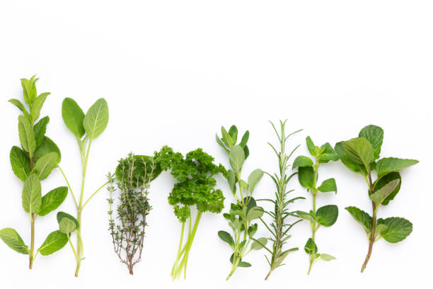 istock Herbal spice on a white background. Top view. 1170534480