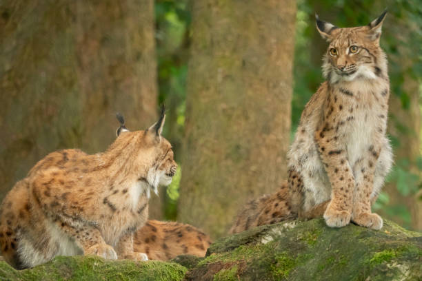 istock A big lynx is attentive outside 1170534554