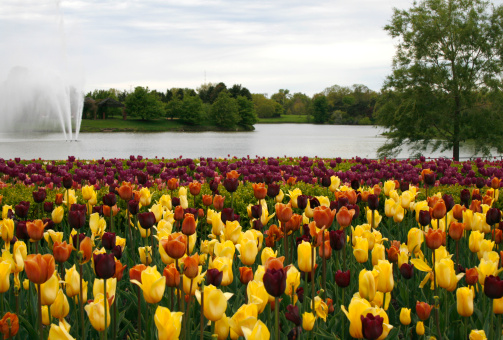 Colorful tulips at the Chicago Botanic Garden