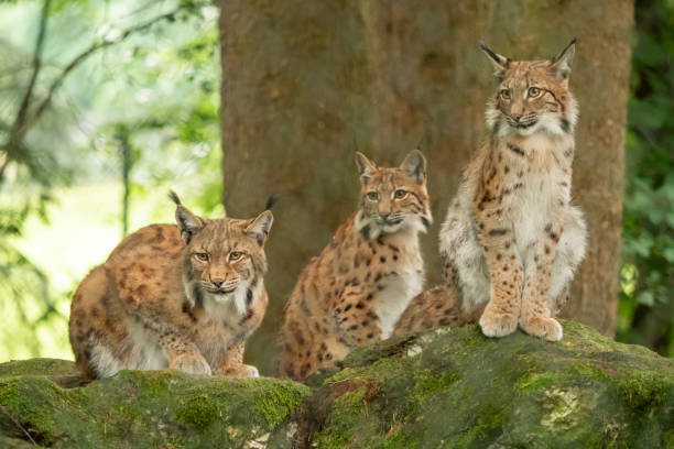 Three  young lynx is attentively in the forest stock photo