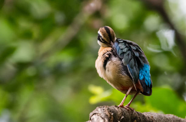 istock sitting on the perch of tree 1170536035