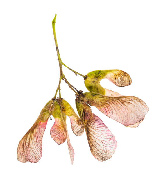 розовые семена амурского клена (татарский клен) - maple keys фотографии стоковые фото и изображения