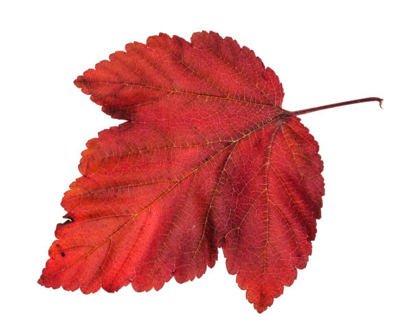 istock fallen red leaf of ninebark (physocarpus) shrub 1170538152
