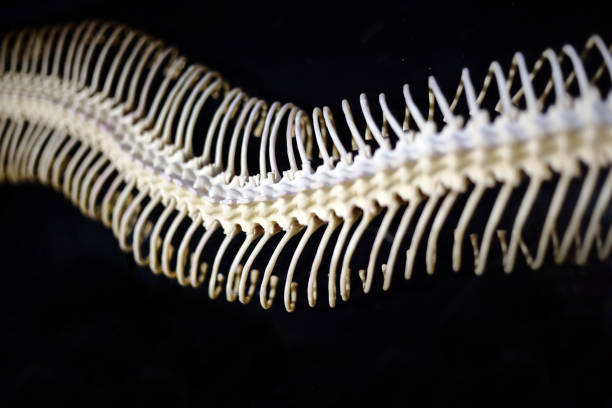 istock Snake Skeleton of python. bone ribs on black background. focus at the eyes with copy space. 1170538332