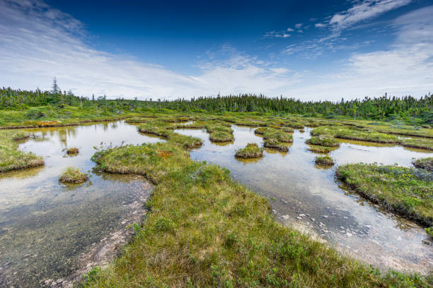 In Mingan Archipelago National Park Reserve, the saltwater marsh situated in the center of Quarry Island, on Quebec North Coast. Quebec travel photography. cote nord photos stock pictures, royalty-free photos & images
