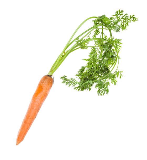 A fresh bunch of carrots with their tops still attached isolated on a white background.