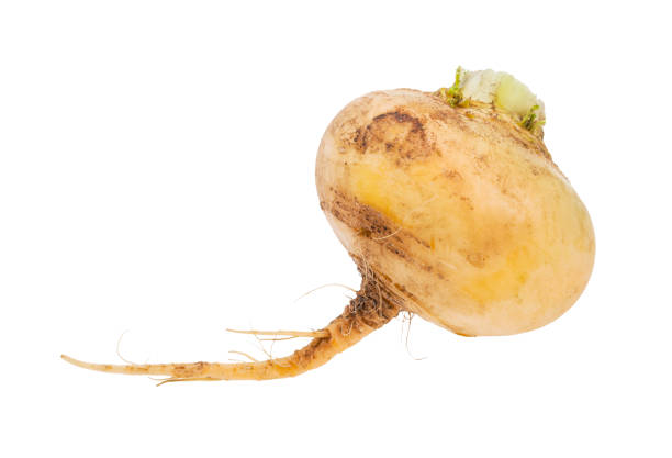 istock single taproot of fresh yellow turnip isolated 1170540009