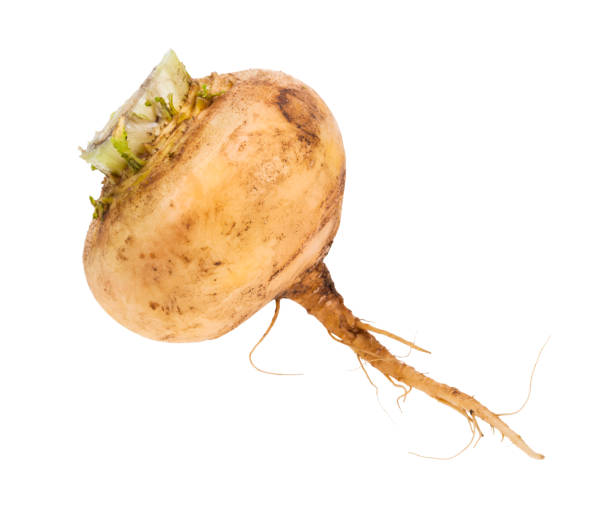 istock single fresh organic yellow turnip isolated 1170540023