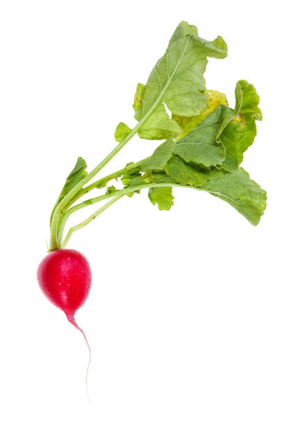 istock fresh organic red radish with greens isolated 1170540031
