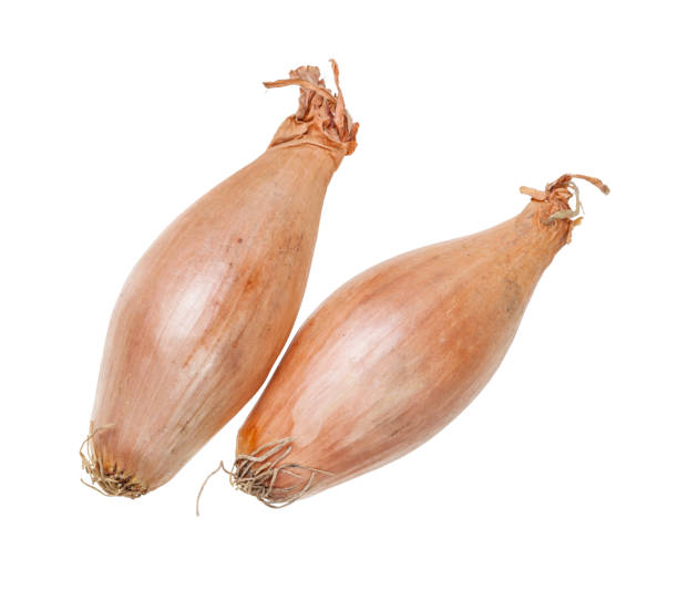 two bulbs of shallot onion isolated on white stock photo