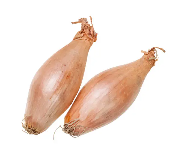 two bulbs of shallot onion isolated on white background