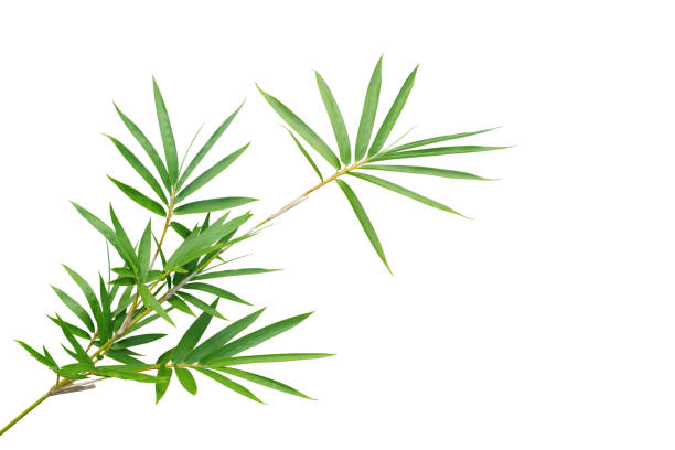 bambuszweig mit grün blättert die zierwaldgartenpflanze isoliert auf weißem hintergrund, clipping-pfad enthalten. - bamboo green frame sparse stock-fotos und bilder
