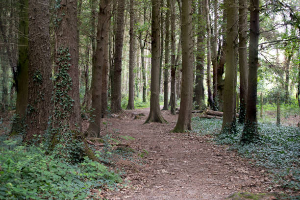 Bare trees in a forest floor with a field in the distance. Shrubs are in the foreground framing the scene. A clear sky is above.