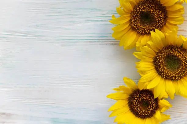 Photo of Greeting card design with sunflowers on light wooden background. Frame for text with flowers of sunflower. Photo sunflowers with the place for copywriting. View from above