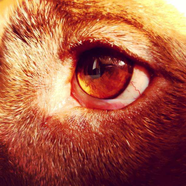 Dog eye golden gaze