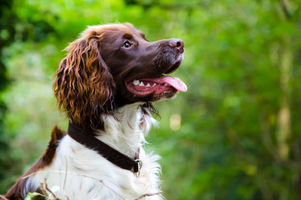 springer spaniel - springer spaniel dog pets animal imagens e fotografias de stock