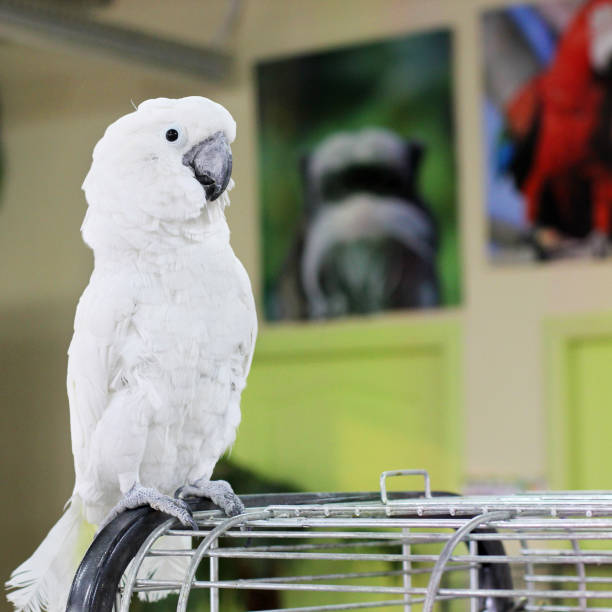 istock Big beautiful parrot sitting on the cage 1170545256