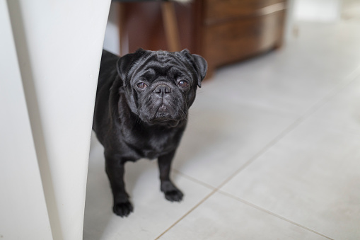 A small black pug dog on a white floor, with brown furniture in the background. Room for text. The dog is standing up and is looking straight at the observer.