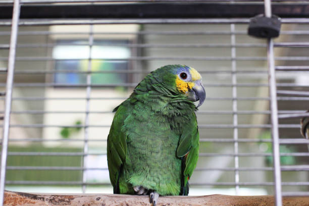 istock Big beautiful parrot sits in a cage 1170545394