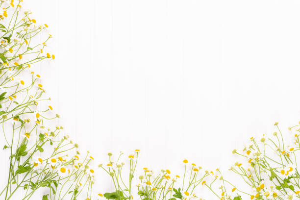 Chamomile flowers on white background. Flat lay.